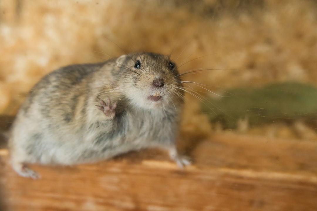 De villa van Maxime Meiland: Verhuizen, verlies en de aandacht van heel Nederland